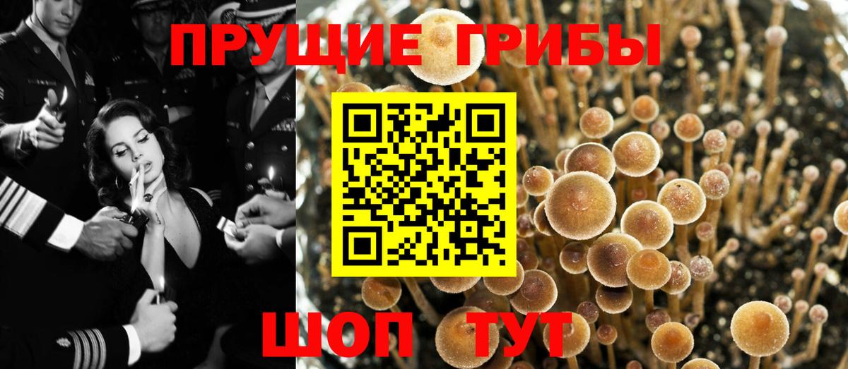 Псилоцибиновые грибы Cubensis Лосино-Петровский